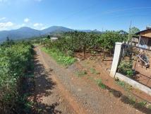 Bán lô đất thổ vườn 2163 m2 ở Xã Đinh Lạc - Huyện Di Linh - Tỉnh Lâm Đồng Bán lô đất thổ vườn 2163 m2 ở Xã Đinh Lạc - Huyện Di Linh - Tỉnh Lâm Đồng
